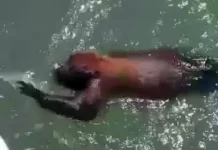 Pescador resgata macaco bugio nadando no mar em Palhoça