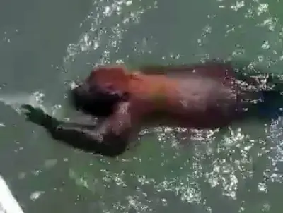 Pescador resgata macaco bugio nadando no mar em Palhoça