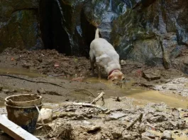 Bombeiros militares de SC encontram sete vítimas em Petrópolis cães especializados buscam por vítimas de soterramento em petrópolis