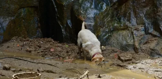 Bombeiros militares de SC encontram sete vítimas em Petrópolis cães especializados buscam por vítimas de soterramento em petrópolis