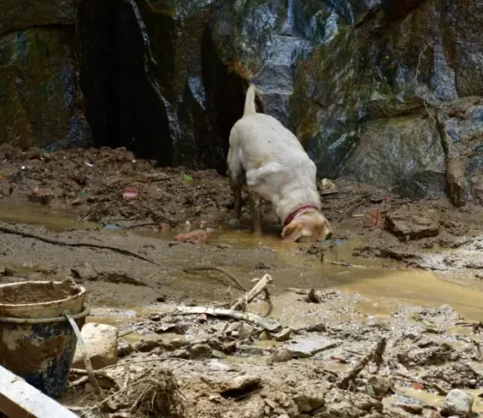 cães especializados buscam por vítimas de soterramento em petrópolis