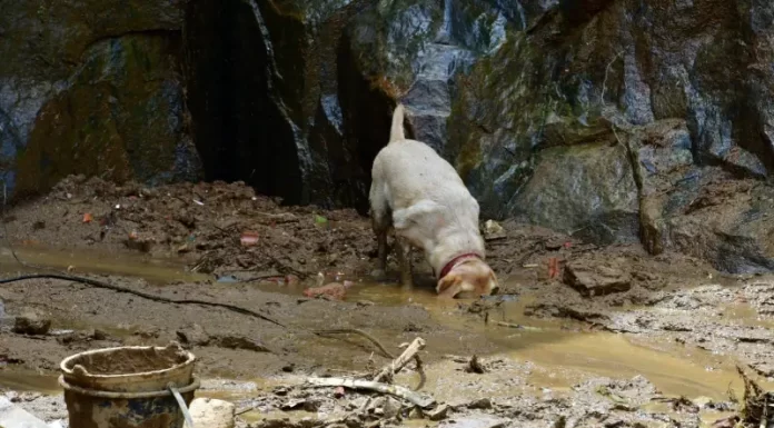 cães especializados buscam por vítimas de soterramento em petrópolis