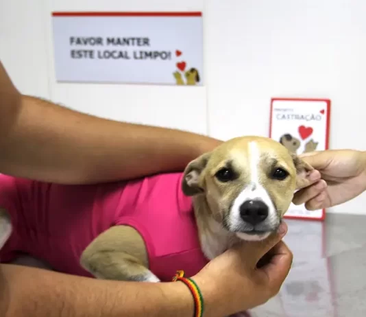 Diretoria de Bem-Estar Animal de São José distribui em média 500 vales por mês para castração