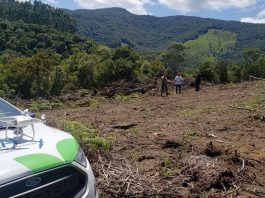 Governo estadual inicia identificação de desmatamento ilegal por satélite Governo estadual inicia identificação de desmatamento ilegal por satélite