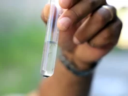 larvas do mosquito da dengue encontradas em florianopolis