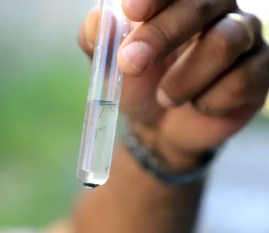 larvas do mosquito da dengue encontradas em florianopolis