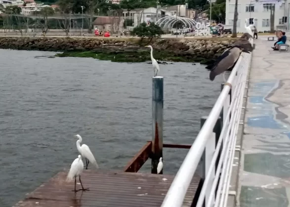 garças no trapiche do centro histórico de são josé