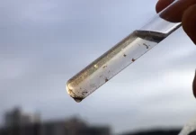 fiscalização de focos de mosquito aedes aegypti em florianópolis