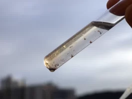 fiscalização de focos de mosquito aedes aegypti em florianópolis