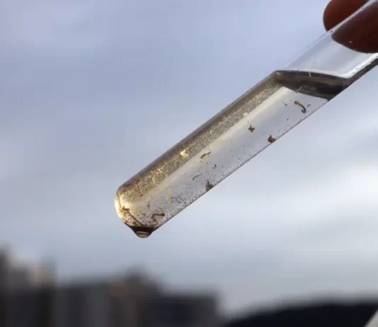 fiscalização de focos de mosquito aedes aegypti em florianópolis