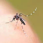 aedes aegypti, mosquito transmissor da dengue, que é uma espécie exótica invasora