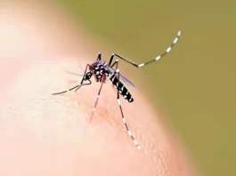 aedes aegypti, mosquito transmissor da dengue, que é uma espécie exótica invasora