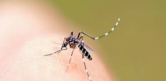 aedes aegypti, mosquito transmissor da dengue, que é uma espécie exótica invasora