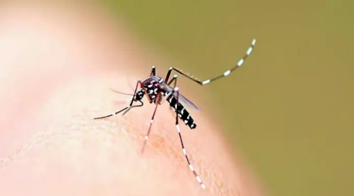 aedes aegypti, mosquito transmissor da dengue, que é uma espécie exótica invasora