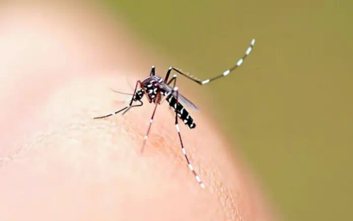 aedes aegypti, mosquito transmissor da dengue, que é uma espécie exótica invasora