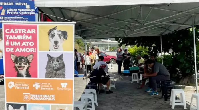 Florianópolis realiza mutirão de castrações no bairro Ingleses nesta semana