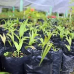 São José promove Semana de Conscientização do Meio Ambiente