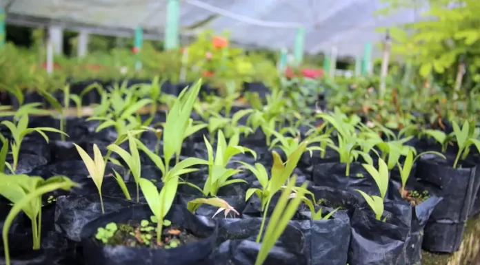 São José promove Semana de Conscientização do Meio Ambiente