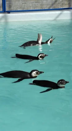 Pinguins na piscina em processo de reabilitação