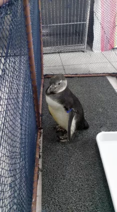 Pinguim-de-Magalhães na sala de estabilização no Centro de Reabilitação do Rio Vermelho