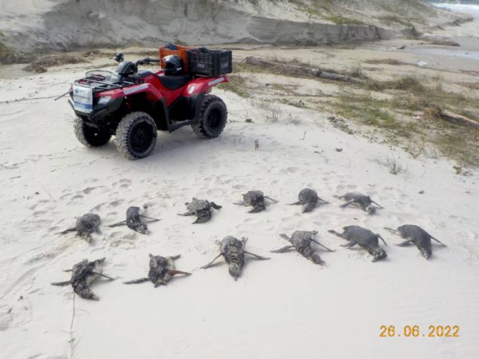 Mais de 300 pinguins foram encontrados nas Prais de Florianópolis em 46 dias