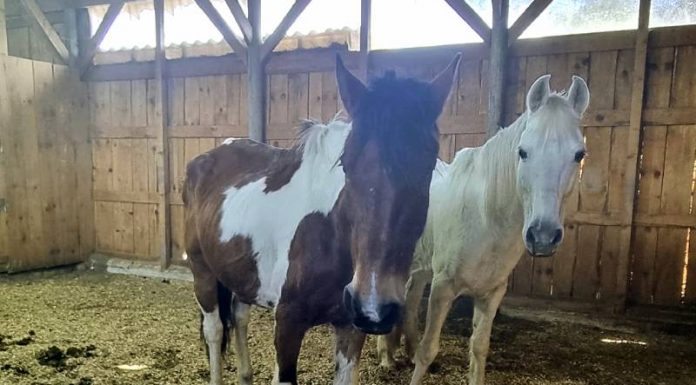 Fundação do Meio Ambiente de SJ já resgatou 12 cavalos das ruas