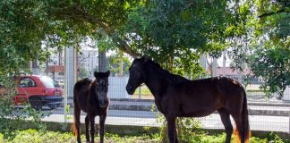 Final feliz para dois cavalos resgatados em São José