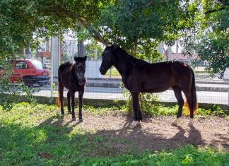 Final feliz para dois cavalos resgatados em São José