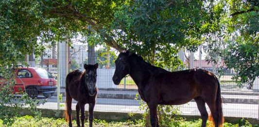 Final feliz para dois cavalos resgatados em São José
