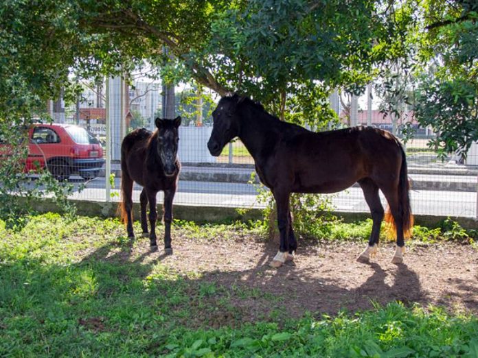 Final feliz para dois cavalos resgatados em São José