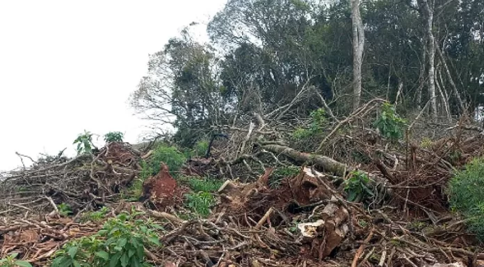 Desmatamento ilegal em São José do Cerrito