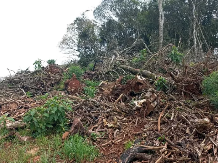 Desmatamento ilegal em São José do Cerrito