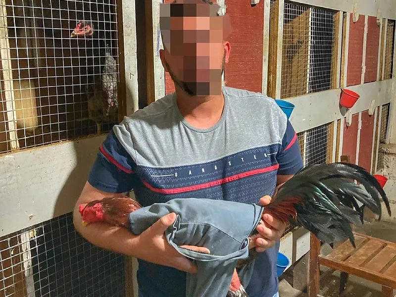 Homens foram flagrados praticando rinha de galo em Potecas