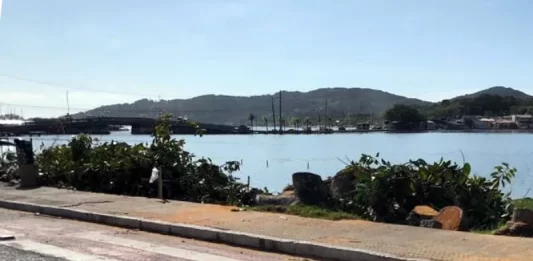 Árvores são cortadas para início da obra da ponte da Lagoa da Conceição