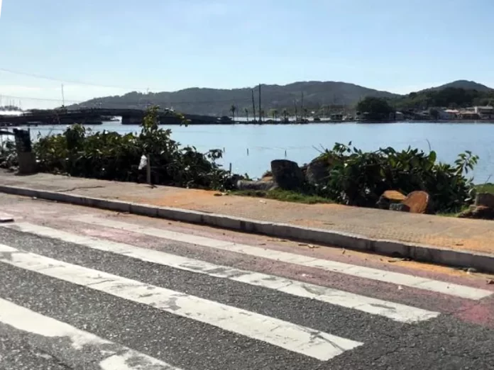 Árvores são cortadas para início da obra da ponte da Lagoa da Conceição