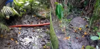 extravasamento de esgoto na lagoa da Conceição