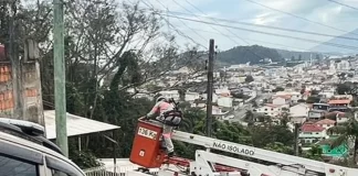 Operação Garfield, contra gatos em São José