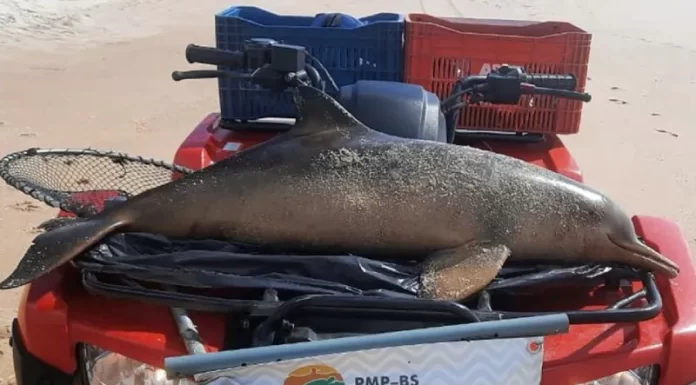 Toninhas mortas encontradas em praias de Florianópolis