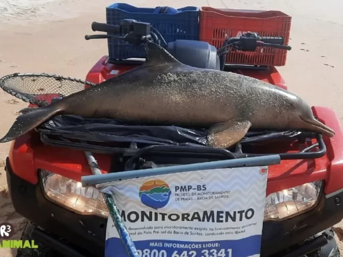 Toninhas mortas encontradas em praias de Florianópolis