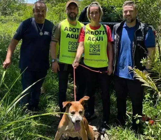 Cães vítimas de maus-tratos são resgatados em construção clandestina, em São José