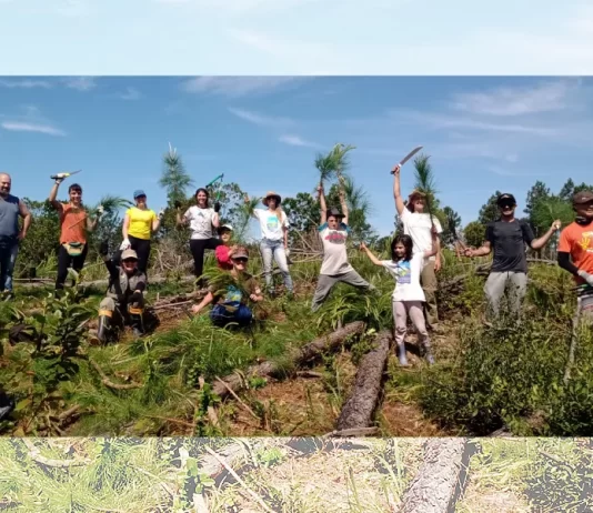 Voluntários comemoram retirada das plantas exóticas do Parque do Tabuleiro