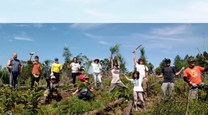 Voluntários comemoram retirada das plantas exóticas do Parque do Tabuleiro