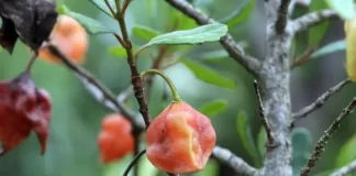 Crinodendron brasiliense