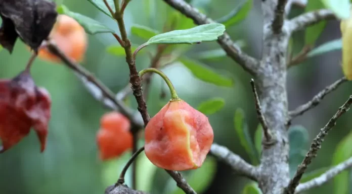 Crinodendron brasiliense