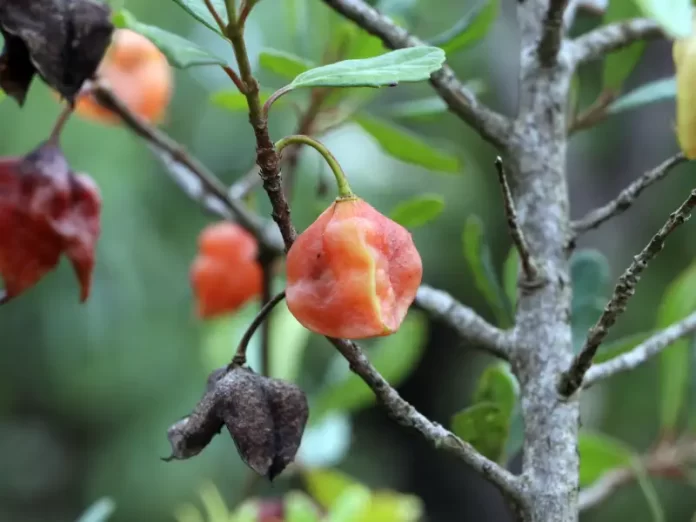 Crinodendron brasiliense