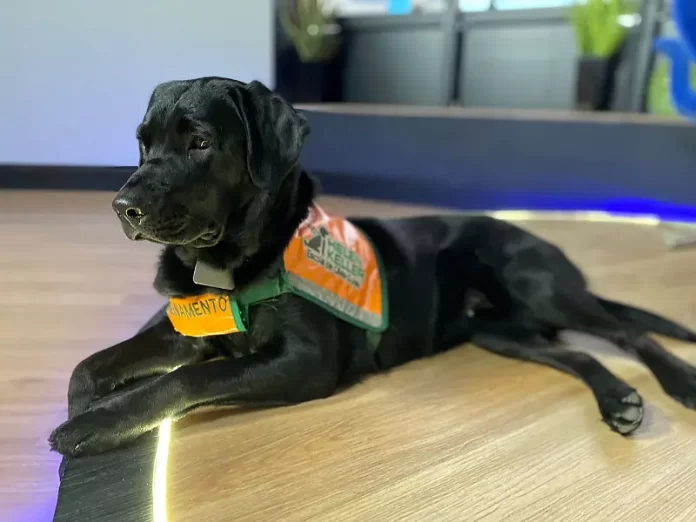 Lei garante autonomia e liberdade para uso de cães de serviço em São José