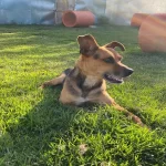Cachorro para adoção na Dibea de Florianópolis
