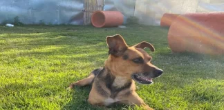 Cachorro para adoção na Dibea de Florianópolis