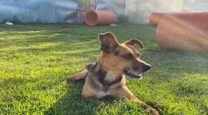 Cachorro para adoção na Dibea de Florianópolis