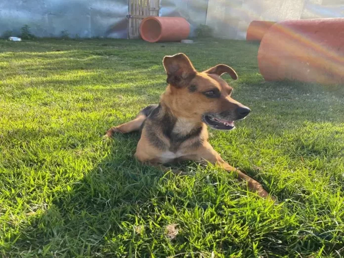 Cachorro para adoção na Dibea de Florianópolis